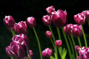 Spring Pink Tulips6600710864 300x200 - Spring Pink Tulips - Tulips, Spring, Rose, Pink